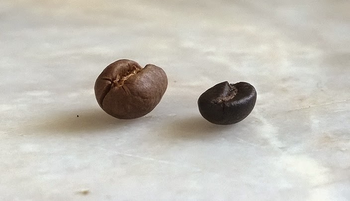 Hạt cafe nguyên chất thông thường dẹt và hạt cafe đột biến Culi tròn trịa