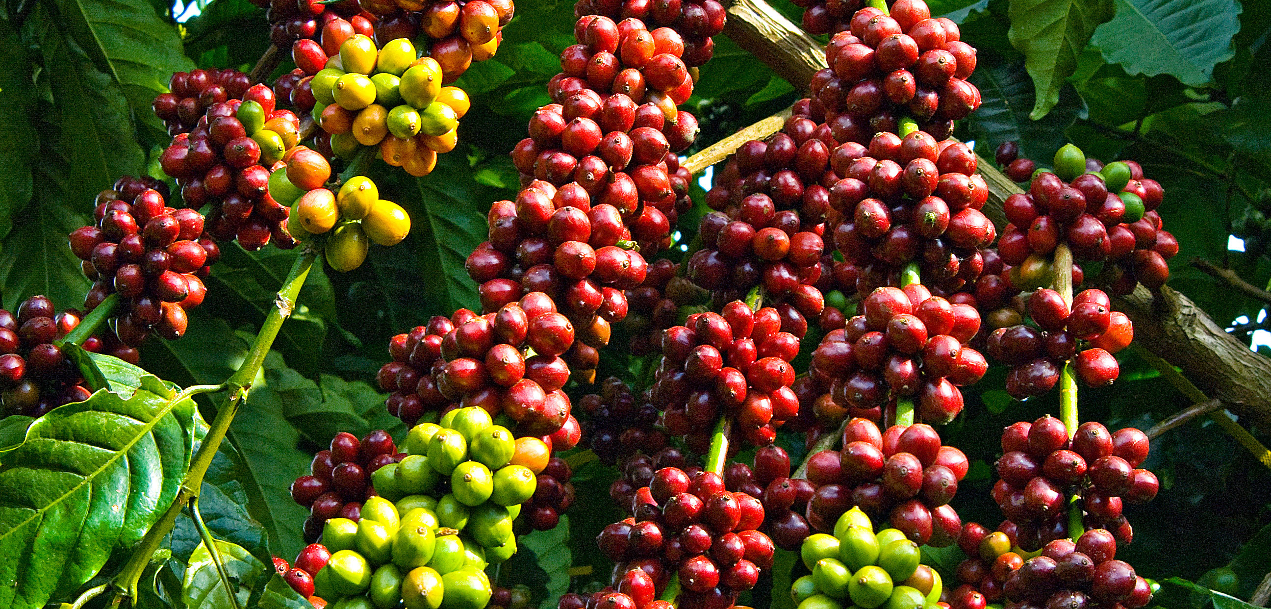 Đôi nét về Cà phê Robusta - Cà phê nguyên chất