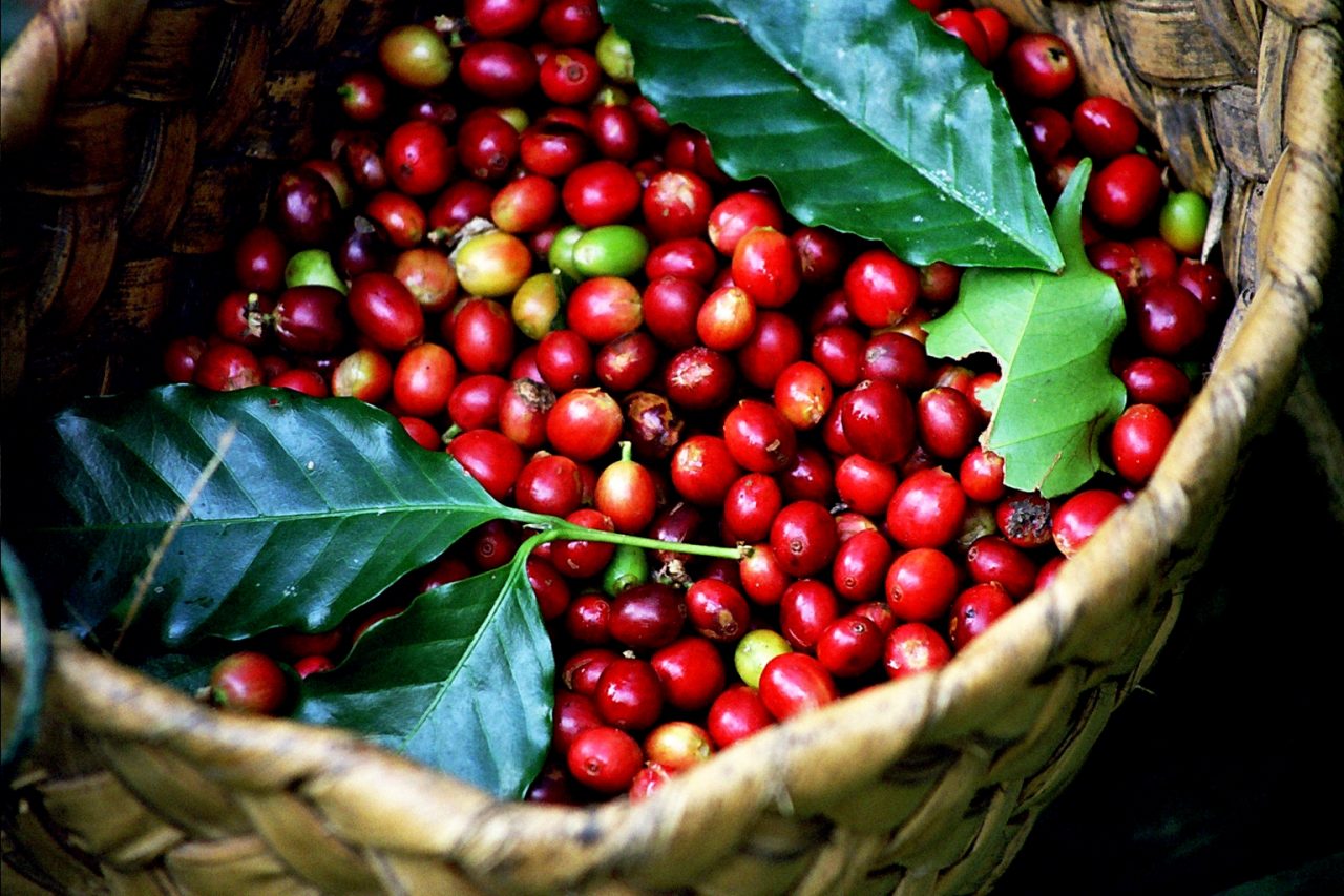 Cà phê Arabica, Cái tên làm nên chất lượng - Cà phê nguyên chất