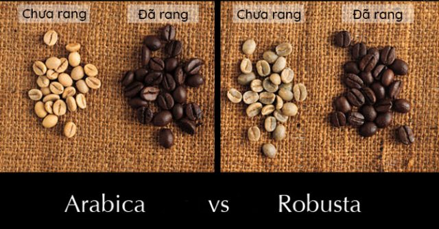Nhận biết các loại hạt cà phê