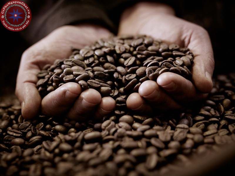 Muốn kinh doanh cà phê sạch thành công thì nguồn nguyên liệu nhất định phải sạch