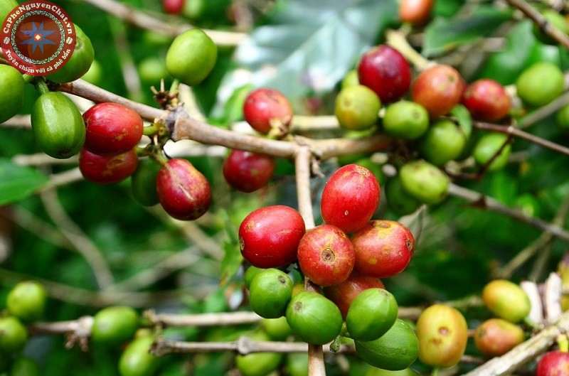 Mùi của cà phê rang được hình thành từ lúc còn là hạt cà phê trên cây. 