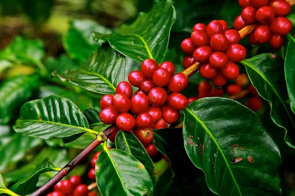 Tìm hiểu đặc điểm cafe Việt Nam - Cà phê nguyên chất