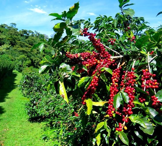Vùng trồng cà phê Robusta ở Việt Nam