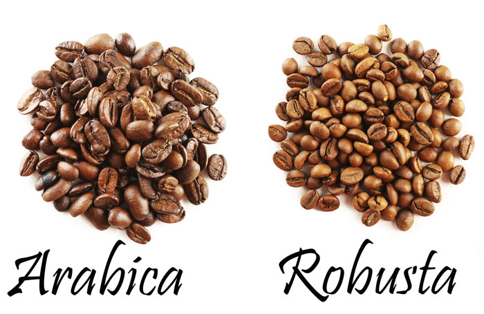 Hạt cafe Arabica và hạt cafe Robusta     