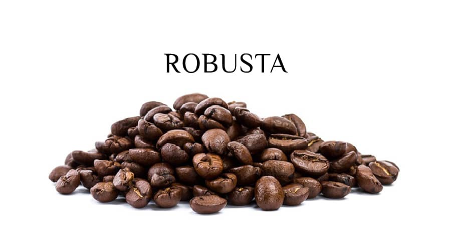 Hạt cafe Robusta có kích thước hạt nhỏ, dáng tròn