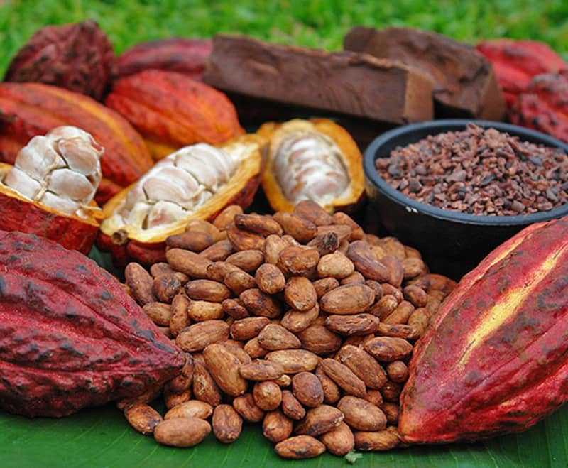 Lợi Ích Khi Uống Cacao Mỗi Ngày