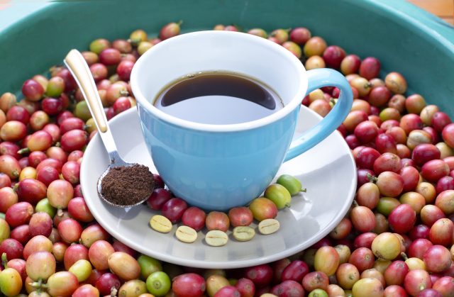 Cà phê Arabica hay còn được gọi là cây cà phê Chè