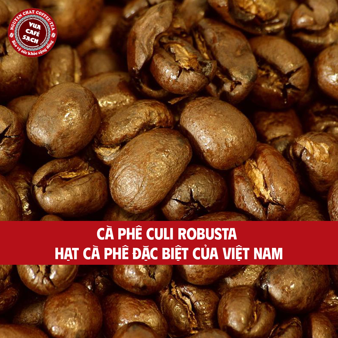 Cà phê Culi Robusta Là Gì