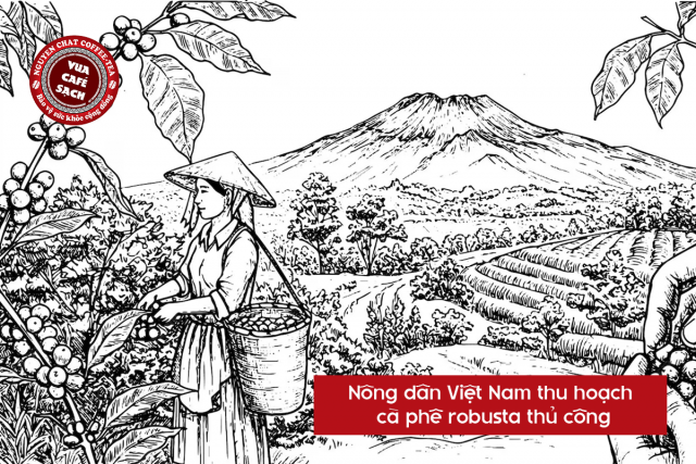 Cà phê Việt Nam có vị trí quan trọng trên bản đồ cà phê thế giới