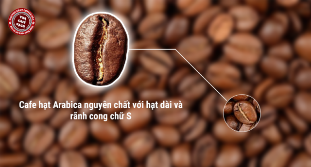 Cà phê hạt Arabica nguyên chất với hạt dài và rãnh cong chữ S