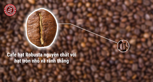 Cà phê hạt Robusta nguyên chất với hạt tròn nhỏ và rãnh thẳng