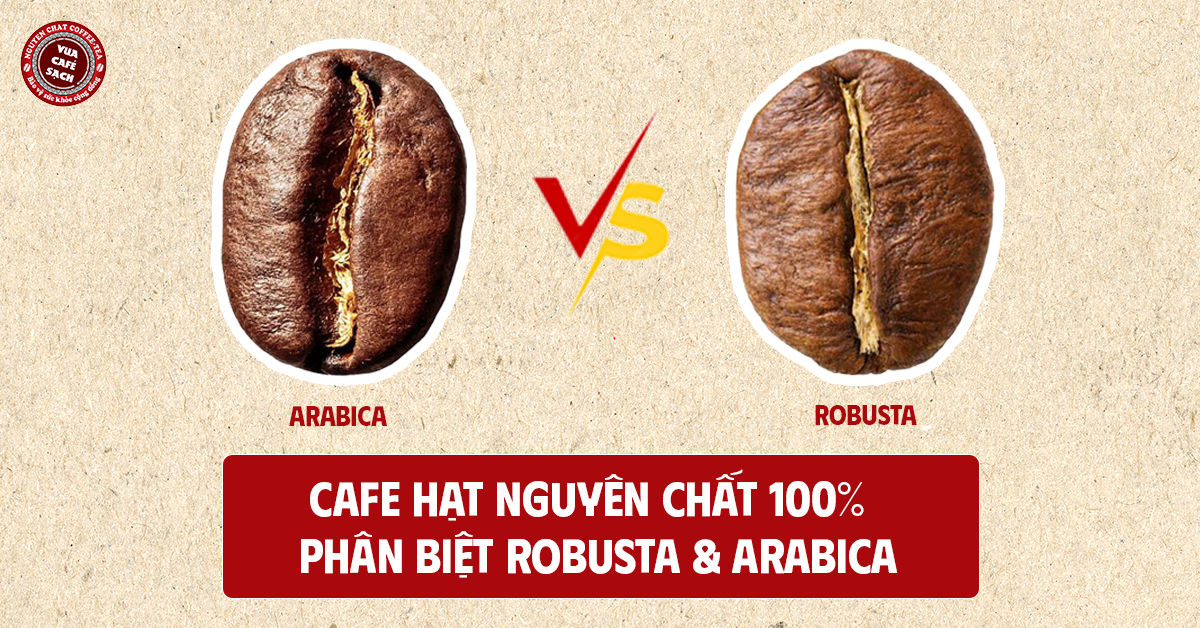 Cafe hạt nguyên chất 100% – Phân biệt Robusta & Arabica