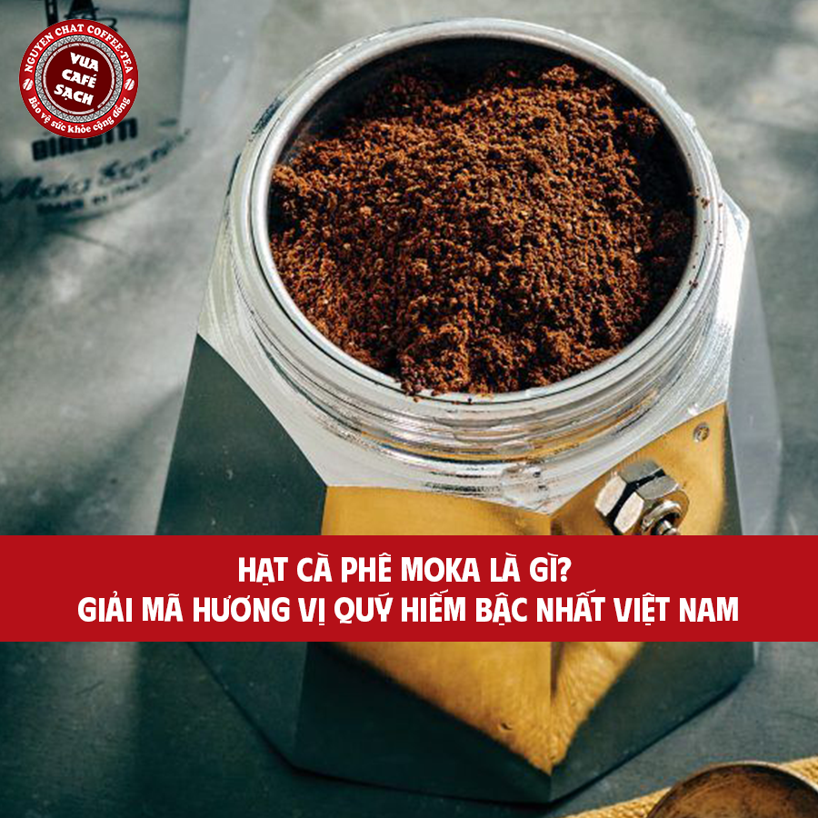 Hạt Cà Phê Moka Là Gì Giải Mã Hương Vị Quý Hiếm Bậc Nhất Việt Nam
