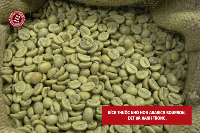 Hình dáng hạt cà phê Moka