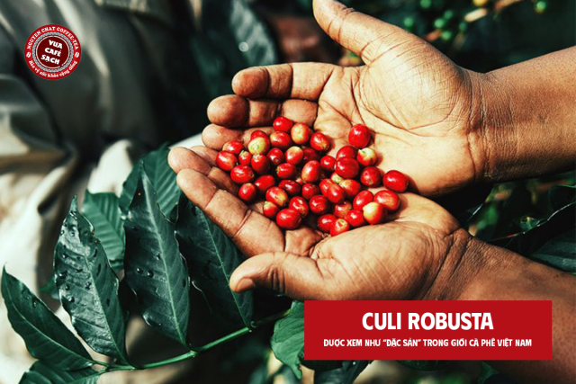 Hương Vị Mạnh Mẽ, Ít Chua của Culi Robusta