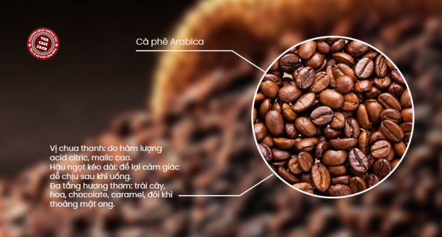 Hương vị cà phê hạt Arabica gợi nhớ trái cây và chocolate