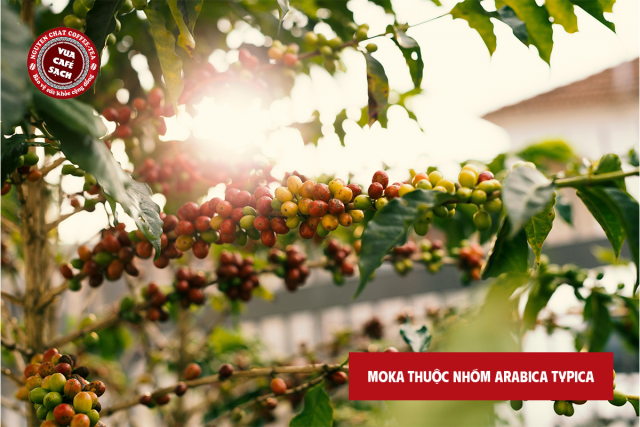 Khác biệt so với Arabica thông thường