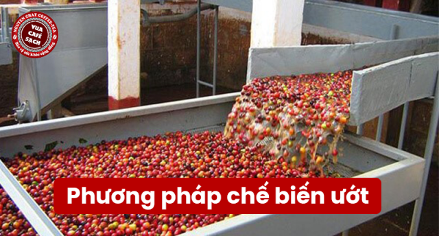 Phương pháp chế biến hạt cà phê ướt