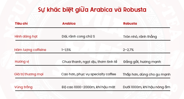 So sánh cà phê hạt Arabica và Robusta về hương vị và caffeine