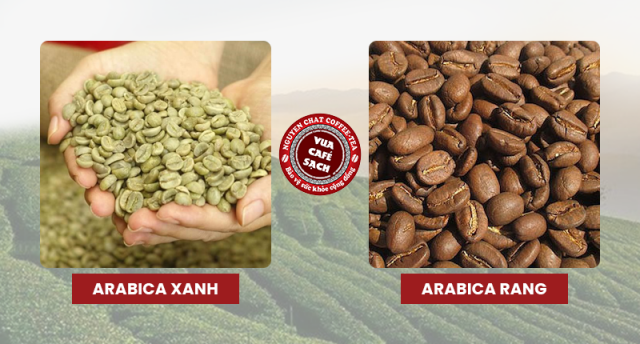 So sánh hạt cà phê Arabica xanh và Arabica rang