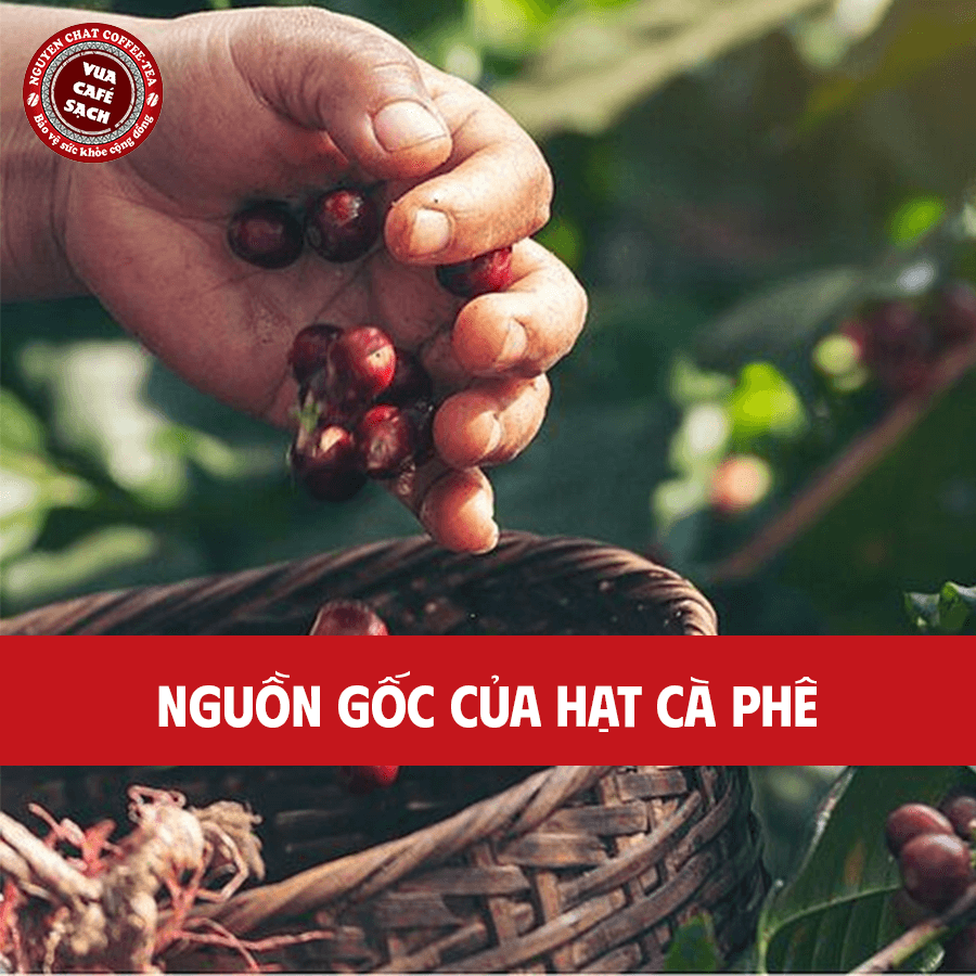 Nguồn gốc của hạt cà phê có từ Ethiopia
